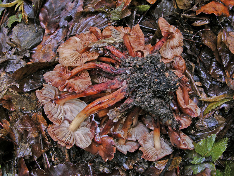 Risposte griglia 2 (marted� 29 maggio)